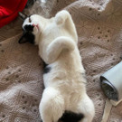 Unser geluebter Boo ist verschwunden
