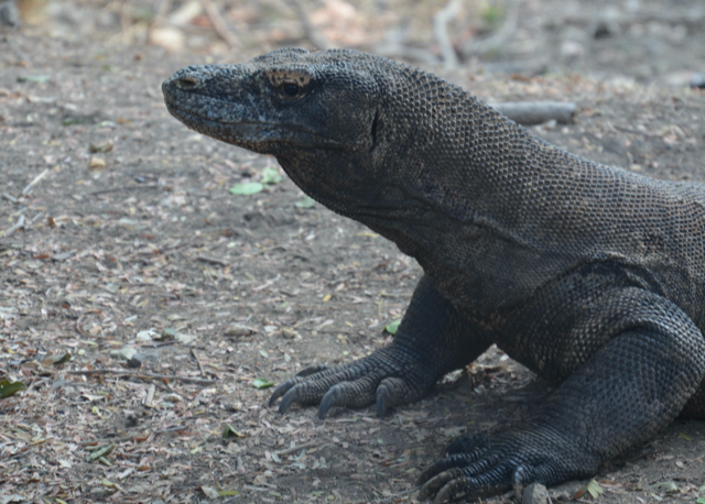 Lerchenm__ller Karlheinz REISE Indonesien Vortrag November 2021.png