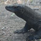 Lerchenm__ller Karlheinz REISE Indonesien Vortrag November 2021.png