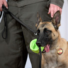 Bundesheer bildet Corona-Spürhunde aus