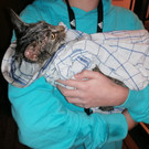 Katze steckte in Dachrinne fest