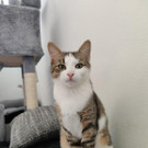Shira