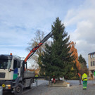 Christbaumaufstellen _2_.jpg