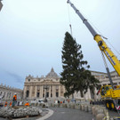 Vatican_Christmas_Tree_78569.jpg