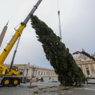 Vatican_Christmas_Tree_13651.jpg