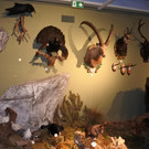 PVÖ in der Museumswelt