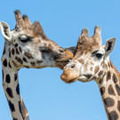 Umzug in den Giraffenpark in Schönbrunn: Carla und Rita übersiedelt