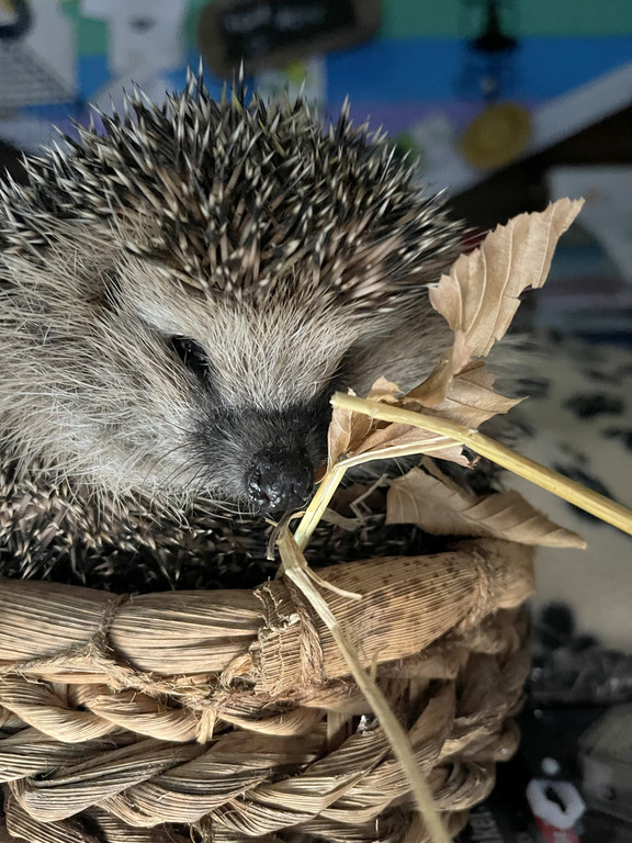 igel _2_.jpg