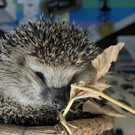 igel _2_.jpg