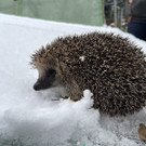 igel _3_.jpg
