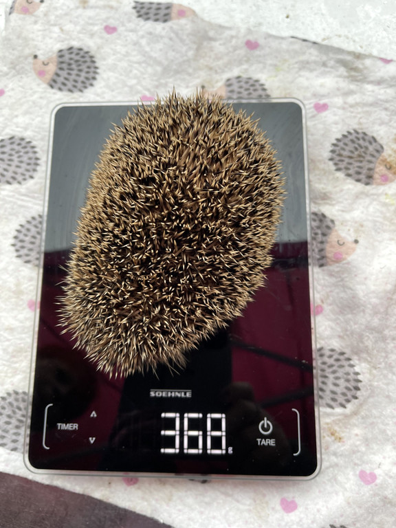 igel _4_.jpg