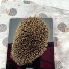 igel _4_.jpg