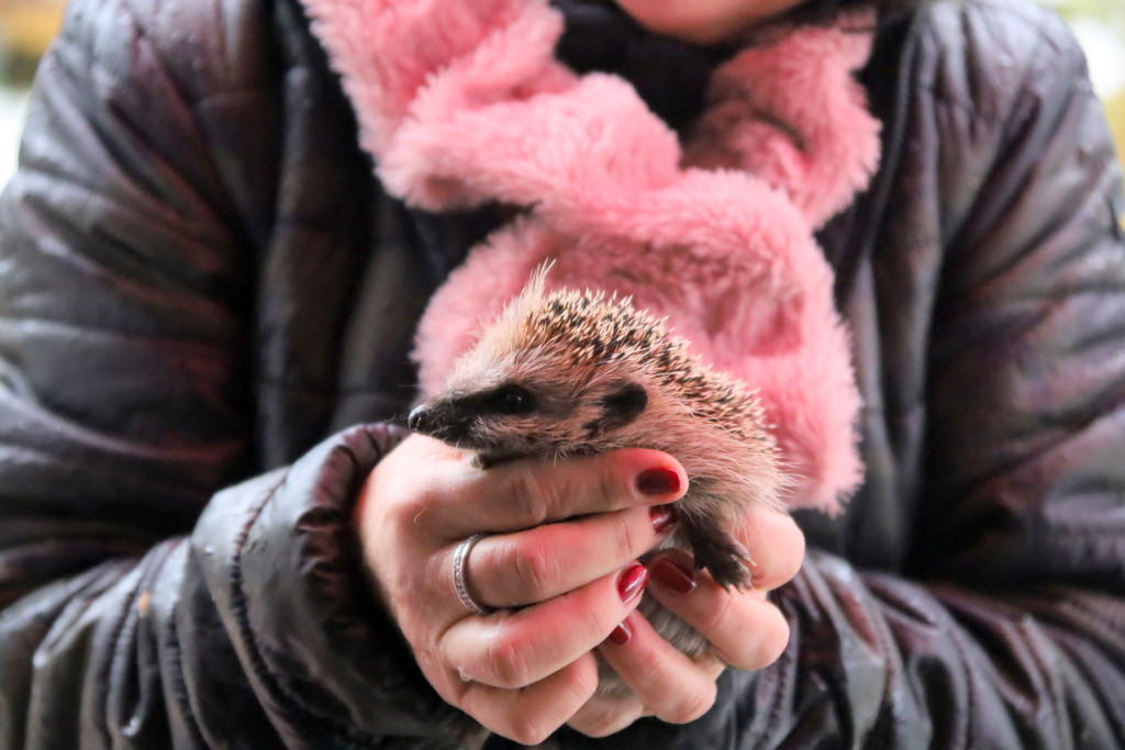 igel _6_.JPG