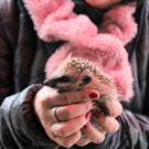 igel _6_.JPG