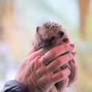 igel _9_.JPG