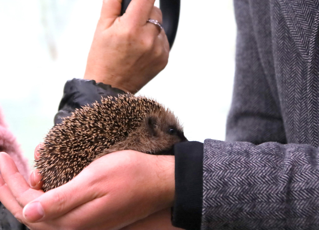 igel _16_.JPG