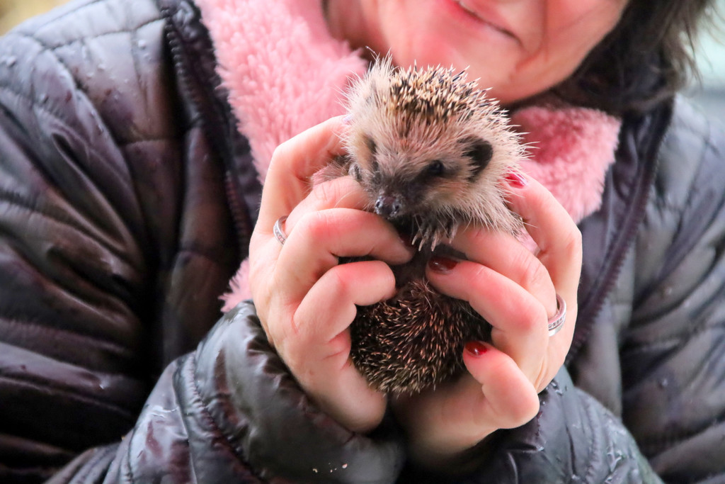 igel _19_.JPG
