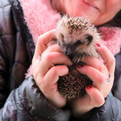 igel _19_.JPG