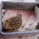 igel _20_.JPG