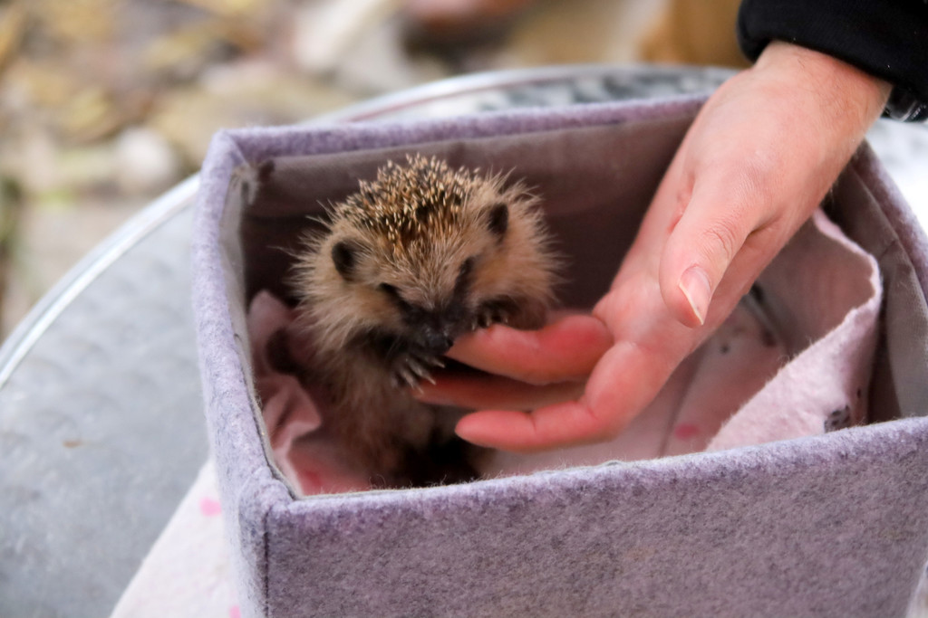 igel _21_.JPG