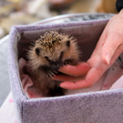 igel _21_.JPG