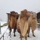 Zirkus4.jpg