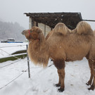 Zirkus5.jpg