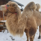 Zirkus9.jpg