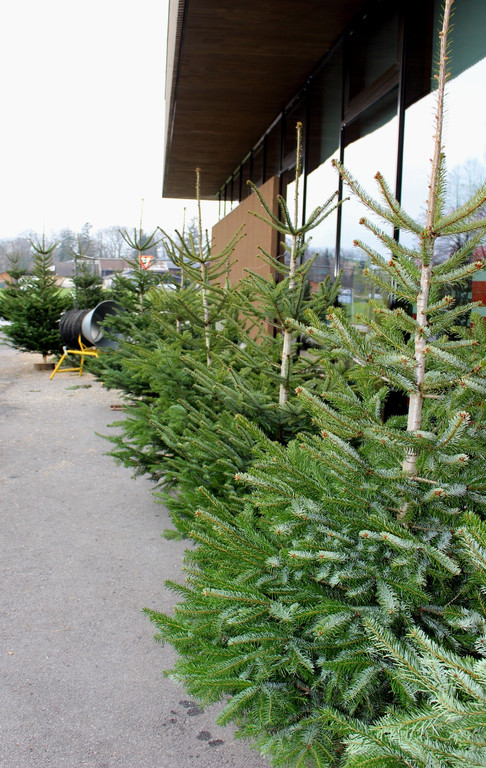 Lochau Zu__ner CHRISTBAUMVERKAUF Advent Dezember 2021 _5_.JPG