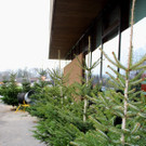 Lochau Zu__ner CHRISTBAUMVERKAUF Advent Dezember 2021 _5_.JPG