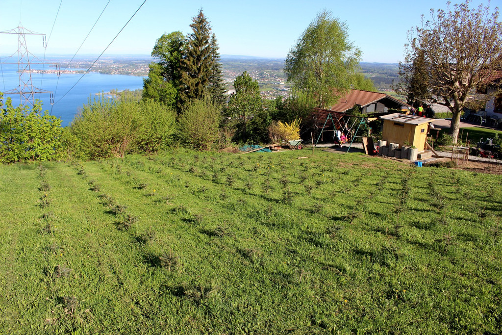 Lochau Zu__ner CHRISTBAUMVERKAUF Advent Dezember 2021 _13_ PLANTAGE.JPG