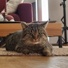 Findus