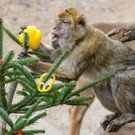 Weihnachten im Tiergarten Schönbrunn: Berberaffen und Mähnenspringer schnabulieren