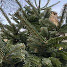 hohenems _4_.jpg