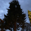 christbaumkollmann _6_.jpg