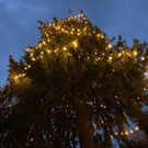 christbaumkollmann _8_.jpg