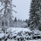 neuschnee _12_.jpg