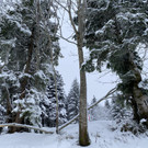 neuschnee _9_.jpg