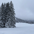 neuschnee _10_.jpg