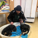 Streunende Hunde eingefangen 