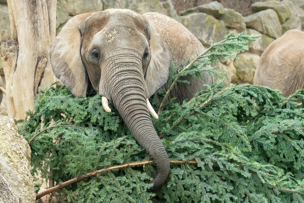 PA_1_Weihnachtsbaum_11012022.jpg