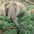 Elefanten schmausen im Tiergarten Schönbrunn Christbaum