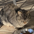 Getigerte Katze
