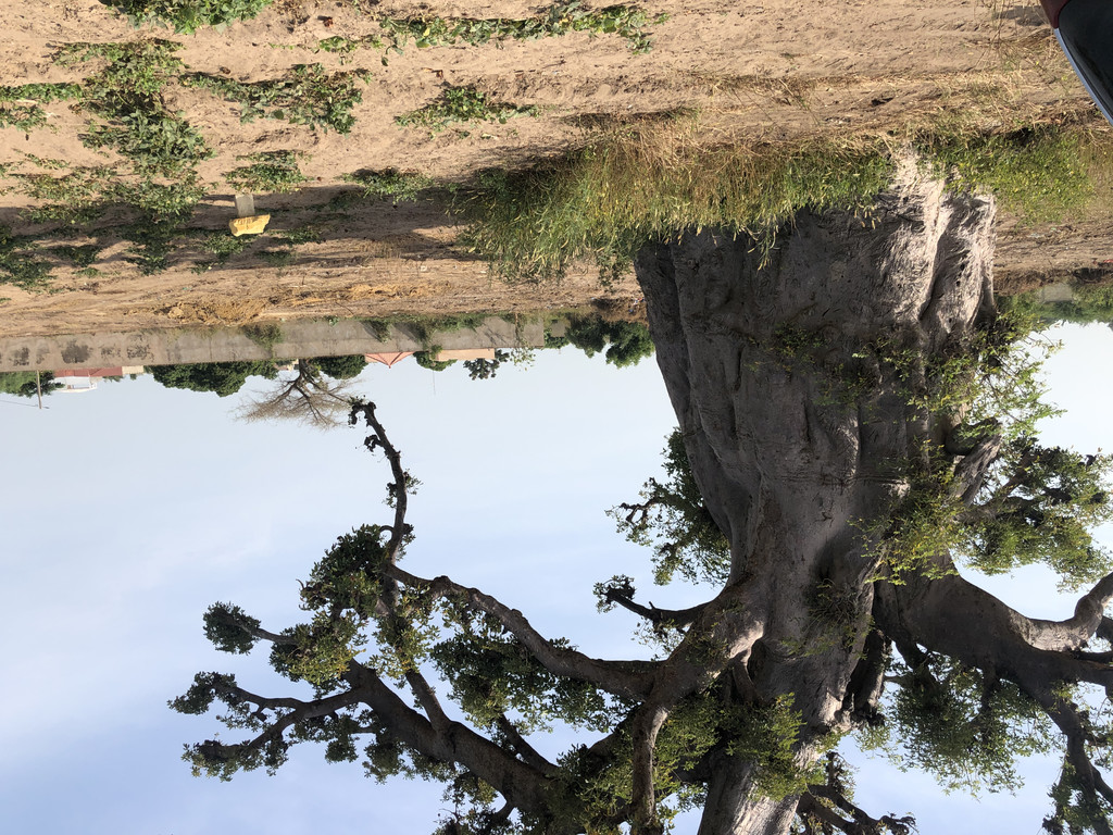 21-11-12- Baobab MB2.jpg