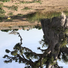 21-11-12- Baobab MB2.jpg