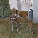 Giraffen-Baby im Wiener Tiergarten Schönbrunn geboren: Erste Bilder