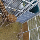 Giraffen-Baby im Tiergarten Schönbrunn geboren