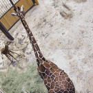 giraffe4.JPG