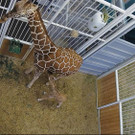 giraffe3.JPG