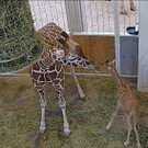 giraffe1.JPG